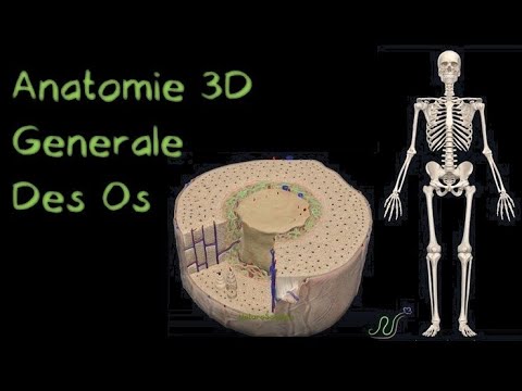 Vidéo: L'os spongieux a-t-il des canaux perforants ?