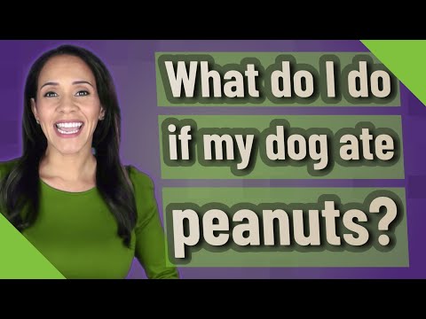 What do I do if my dog ate peanuts?