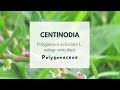 CENTINODIA - KNOTGRASS - utilissima per tosse e calcoli renali e differenza con euforbia prostata