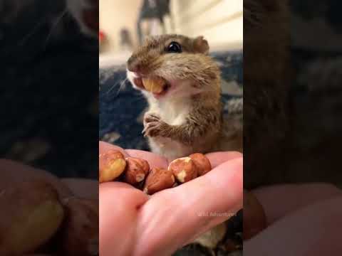 वीडियो: गिलहरी मेवे क्यों दबाती हैं?
