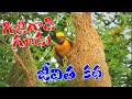 గ జ గ డ గ డ కథ Baya Weaver Bird Documentary At Ameenpur Lake