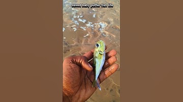 saving baby puffer fish stuck in fishing net 😢|| #sea #pufferfish #shorts
