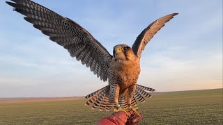 FALCONRY  'Retrospection from the past hunting season with my squad'