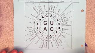Reading a codon chart