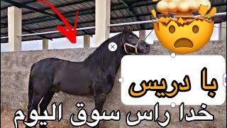 سوق سطات اليوم كاين خيول مليحةو با دريس خدا راس السوق اللهم بارك بالوراق