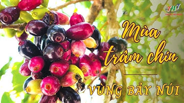 HÈ ĐẾN RỒI | MÙA TRÂM CHÍN VÙNG BẢY NÚI AN GIANG