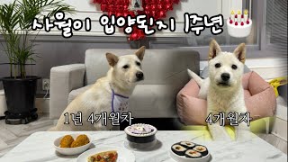 사월이 입양절 파티에 온 것을 환영합니다. (파티라고 쓰고 먹방이라 읽는 다…)