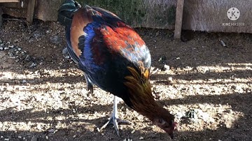 ไก่ป่าน้ำ1 100% ไกอ่อนโตงาม