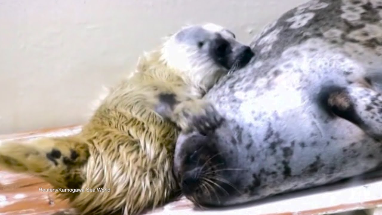 Baby Seal DNews Daily Bite YouTube