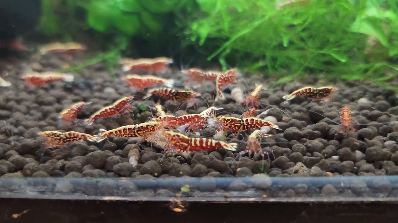 Aquarium【Silver925+ロジウムコーティング】 Live Freshwater Aquarium Shrimp Red Galaxy Pinto (Caridina
