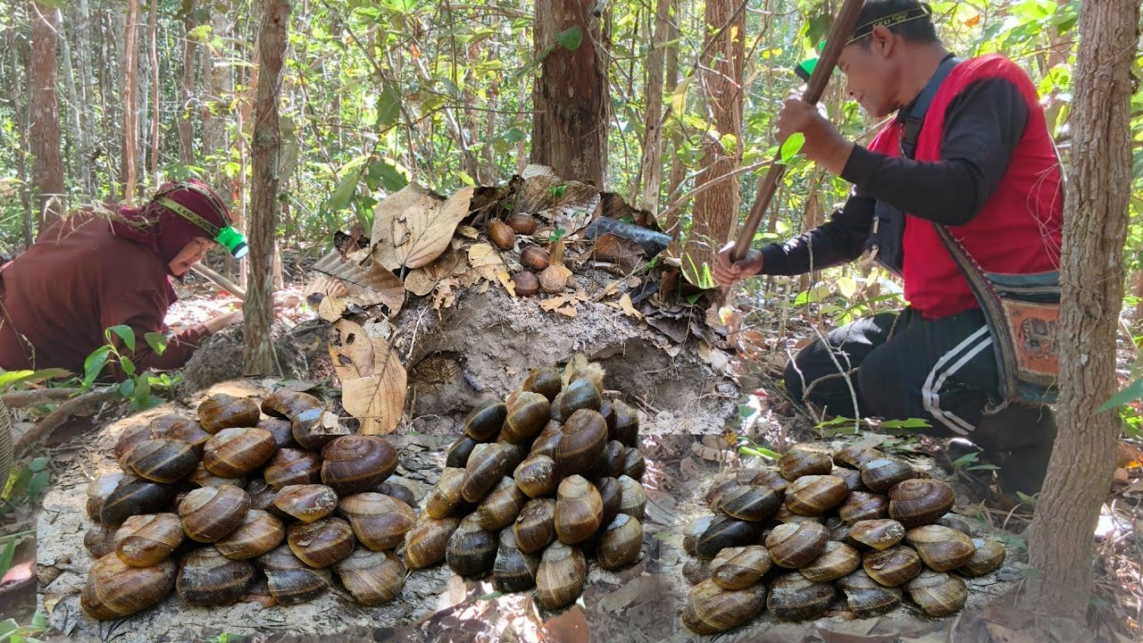 เข้าหมายหาหอยเดื่อหอยเลื้อยเจอรังหอยอีกแล้วพี่น้องหมายเดียงดงเดียวหมานหอยหลายกิโล 23/ธค/68