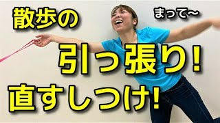 【犬 引っ張る】散歩の引っ張りを直すしつけ【犬のしつけ＠横浜】by遠藤エマ先生