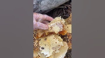 Lấy mật trong gốc cây cột điện