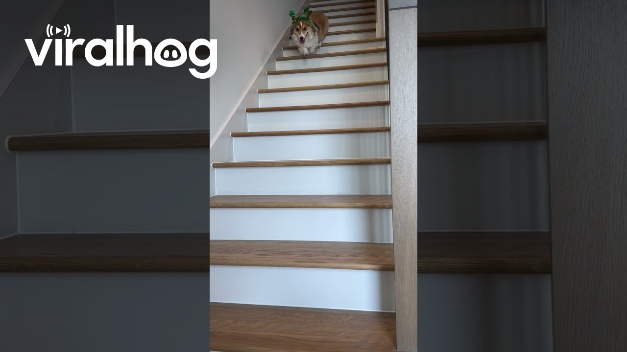 St. Patrick's Day Corgi Hops Down Stairs || ViralHog