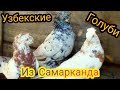 Узбекские голуби из Самарканда.В гостях у Артура. Uzbek pigeons from Samarkand.visiting Arthur