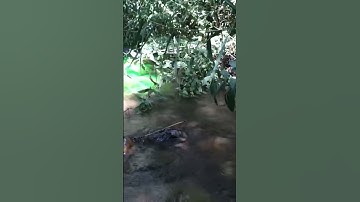 Measurement of a stream discharge using a fluorescent tracer