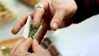 La Culture Du Cannabis Autorisée Aux Pays-Bas