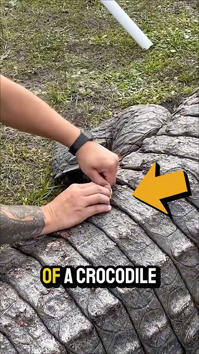 What Is He Pulling Out of a Crocodile?