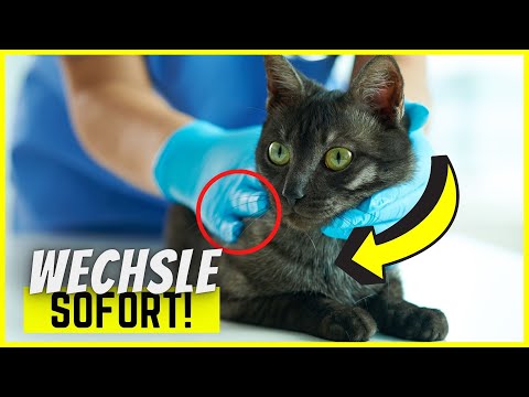 Video: Expertentipps für einen stressfreien Tierarztbesuch Ihrer Katze