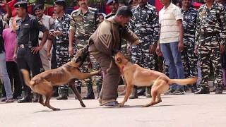 CRPF Dog Show in Lal-Bagh