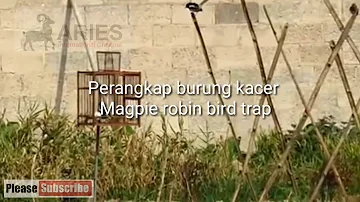 Pasang perangkap burung kacer