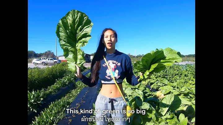 () U PICK GIANT greens / kohlrabi l Jayy Crane
