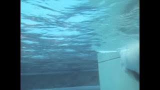 Someday by Sarah Donner