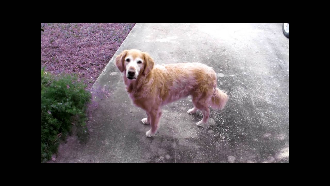 Nissan D21 Hardbody; fuel line leak. Part 2. YouTube