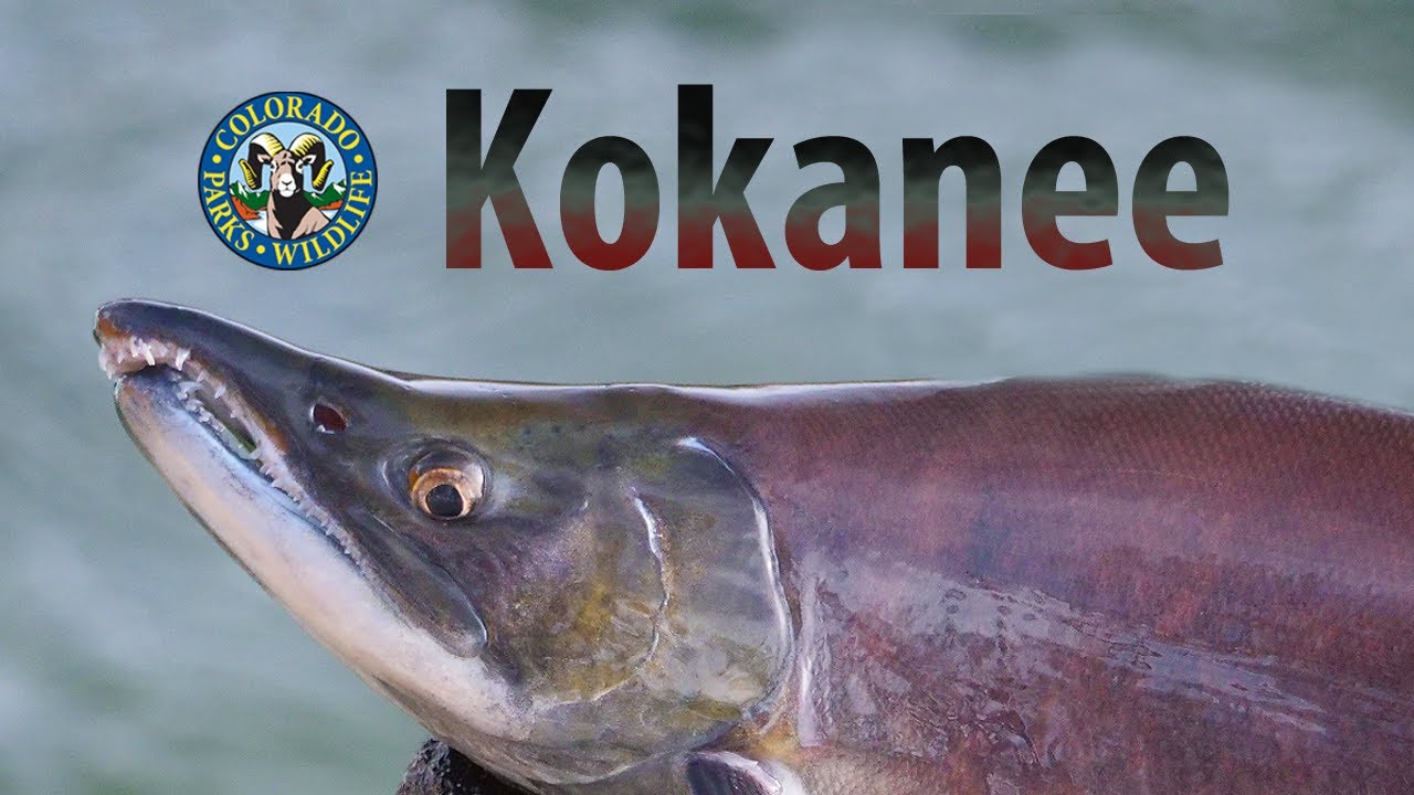 Colorado's Kokanee Salmon Spawn 