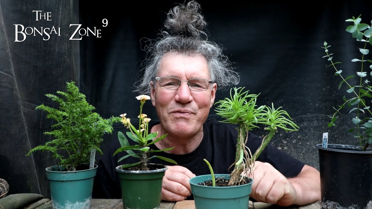 Planting Seeds and Updates, The Bonsai Zone, June 2022 YouTube