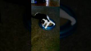 Healthy Johnny Playing with Ball Toy