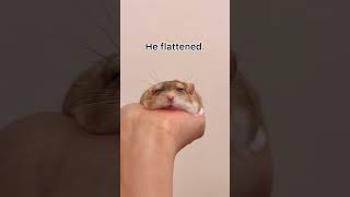 Recipe For Flat Hamster
