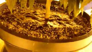 http://www.budbook.org  Watering In Soil (3 part)  how to grow a marijuana plant