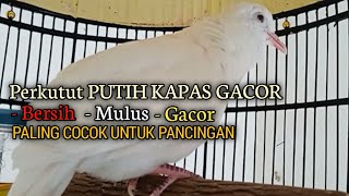 Perkutut PUTIH KAPAS Gacor Suara ISTIMEWA - perkutut putih kapas mata merah bersih mulus