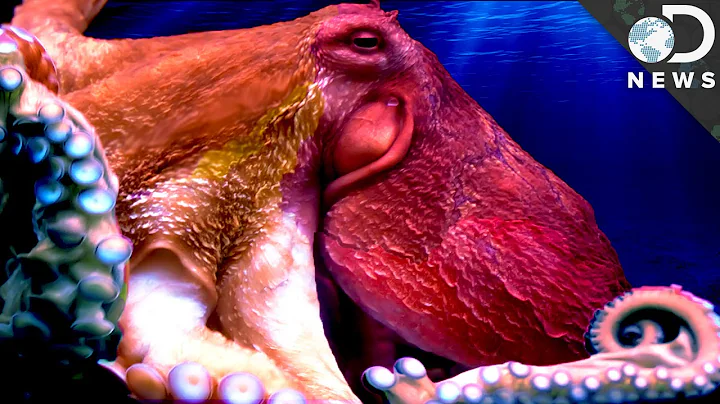 Understanding The Weird Anatomy Of An Octopus - DayDayNews