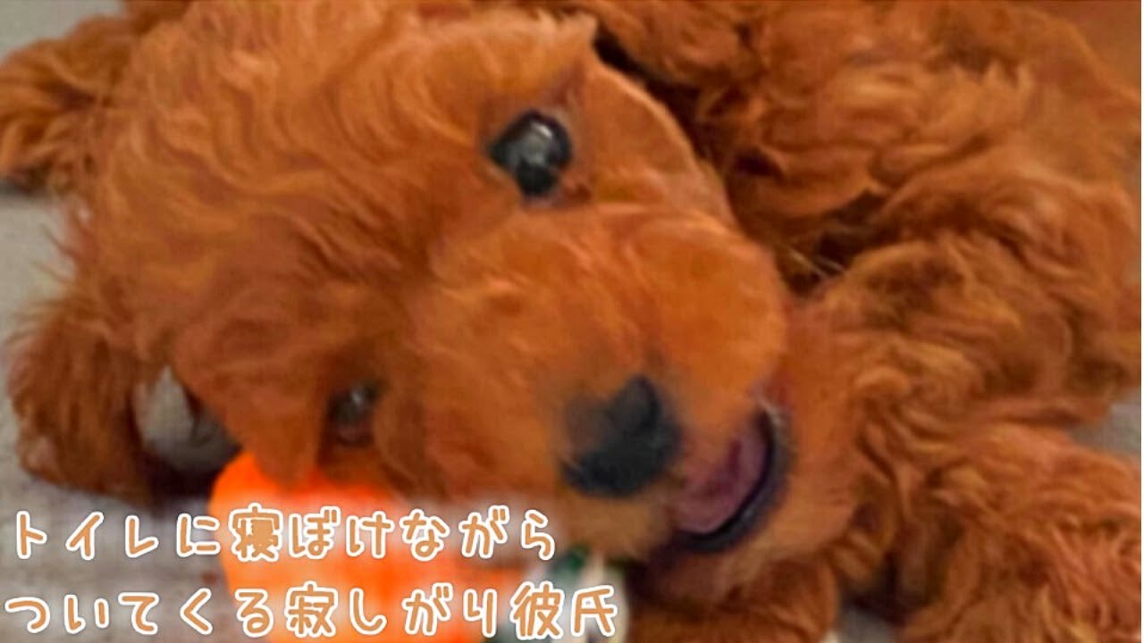 【女性向け】夜中にトイレに行くと寝ぼけながらついてくる彼氏が可愛いすぎた《シチュエーションボイス》