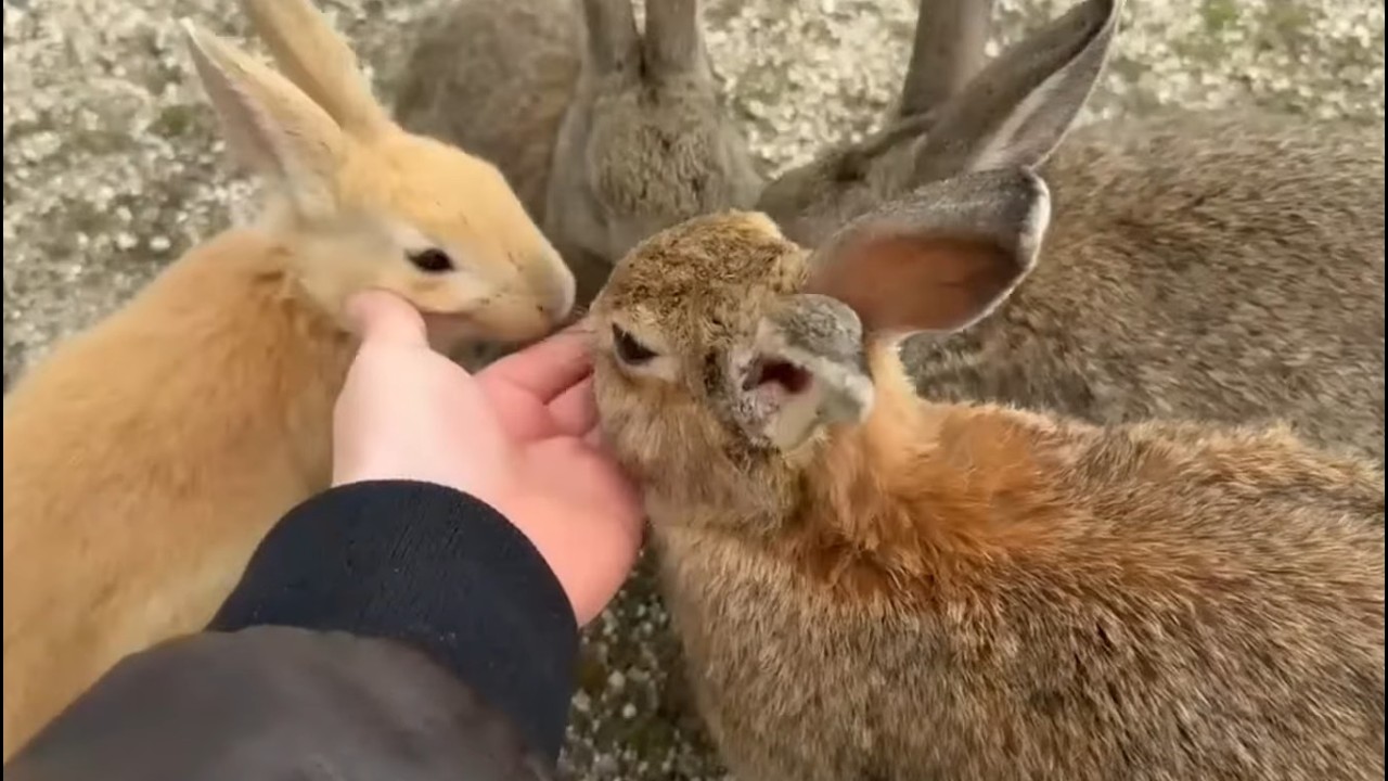 I Spent a Day on Japan's Craziest Island (Full of Rabbits)