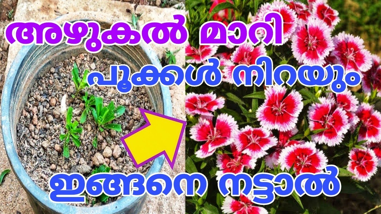 അറിയാതെ ചെയ്യുന്ന പിഴവുകൾ മാറിയാൽ ചട്ടിയിൽ തിങ്ങി നിറയും പൂക്കൾ dianthus plant care