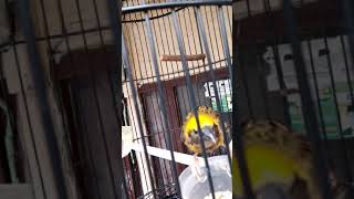 Download Burung Manyar Isian Gereja, Pas Buat Masteran Murai Dan Kacer Video MP3 Burung Manyar Isian Gereja, Pas Buat Masteran Murai Dan Kacer
