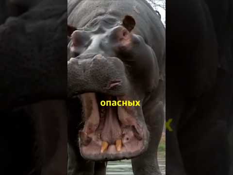 Бегемоты - одни из самых опасных животных на планете #бегемот #животные #природа