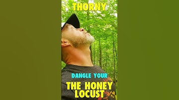 THE HONEY LOCUST - Thorny...  #shorts