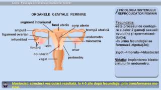 a prostatitis befolyásolja a koncepciót