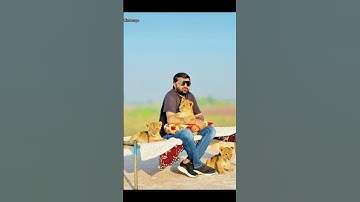 devayat Bhai khavad is brand 🦁💯🦁 #dayro #devayatkhavad