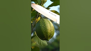 Perfect Lemon 🍋 Cut 😳 | Sharp Knife ASMR 🔪 | Fresh, Sour & So Smooth 🍃 #shorts