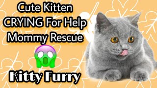Kitty Furry Vlog 2 -  Cute Kitten Meowing For Help Mommy Cat To The Rescue. by Reebonz Cattery TV 341 views 1 year ago 3 minutes, 1 second