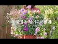 저런... 꽃집을 털어와버렸네! with 스캘럽