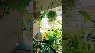 my small garden.youtubeshortgardenpuneflowershappy placeमाझीछोटीसीबागgreenery