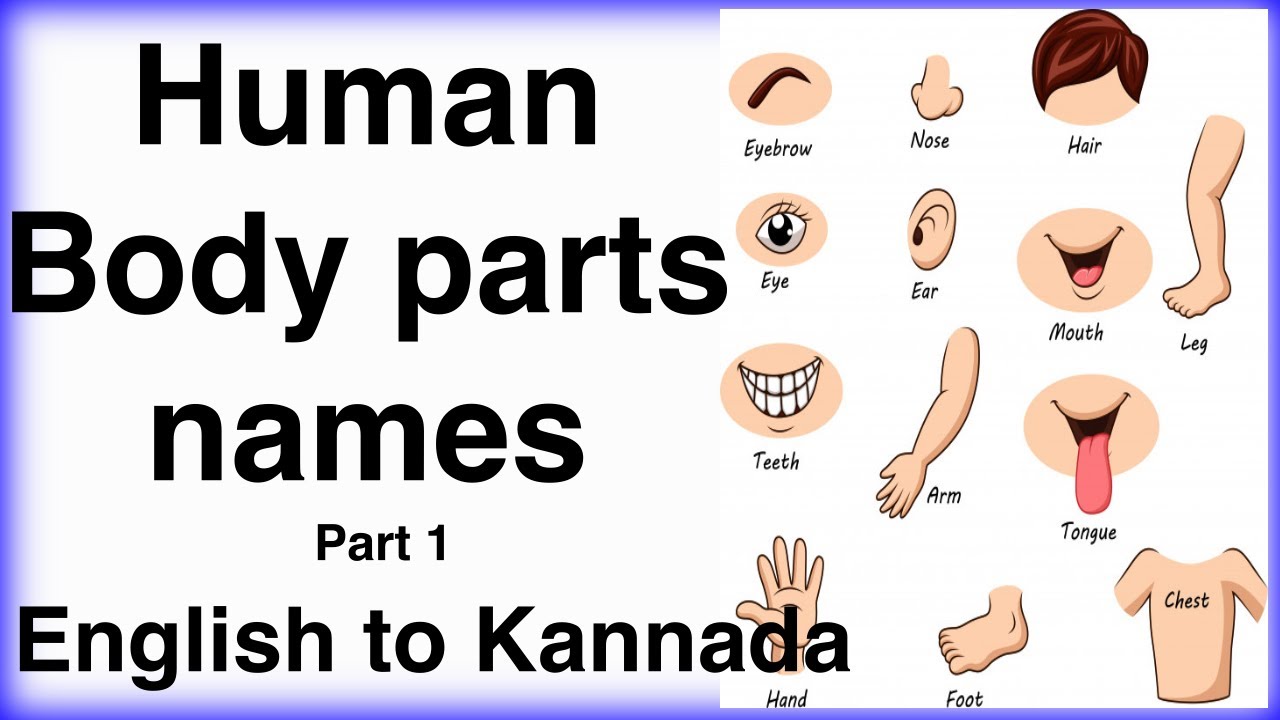 Parts Of The Body In English Human Body Parts Names English To Parts Of The Body In English Human Body Parts Names English To