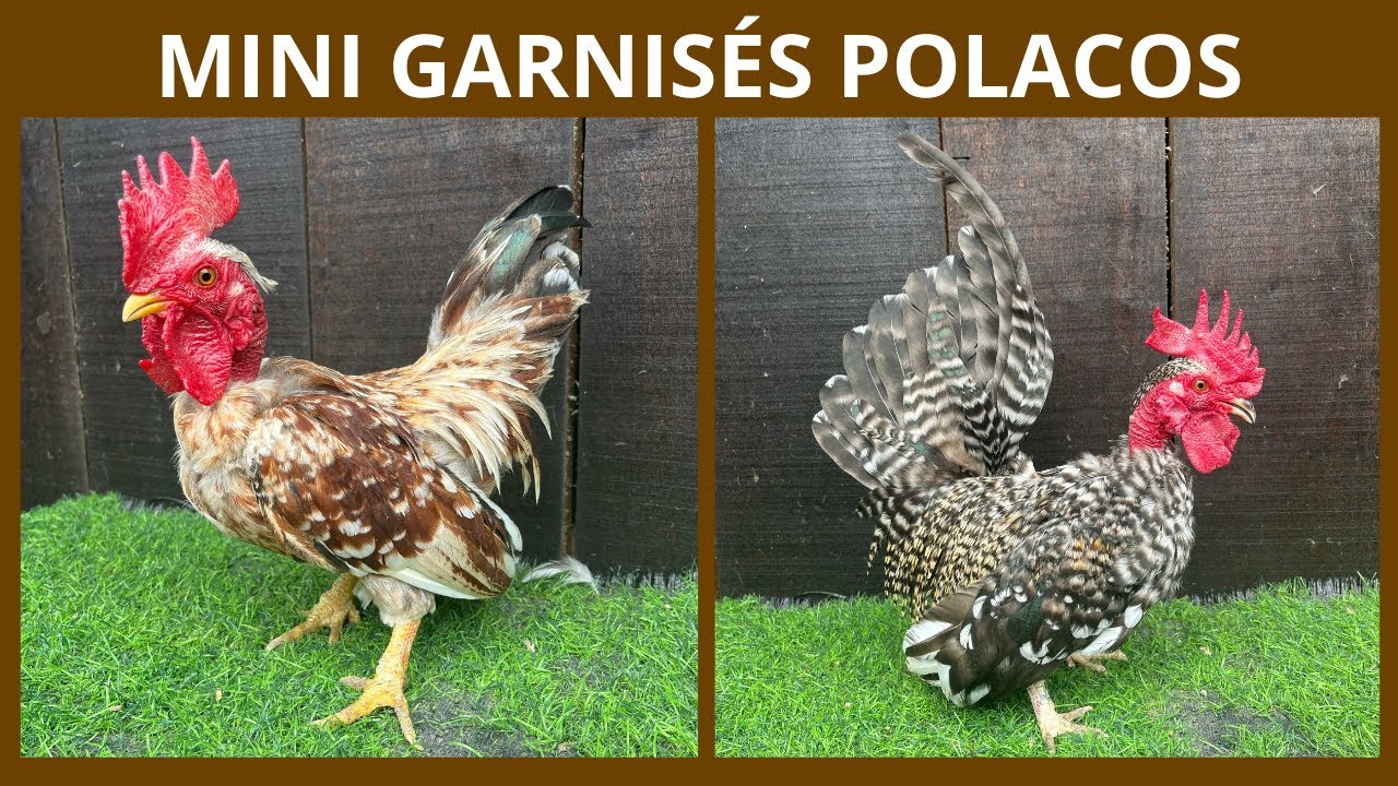 Nossa criação de mini garnisé polaco | Coração Campeiro