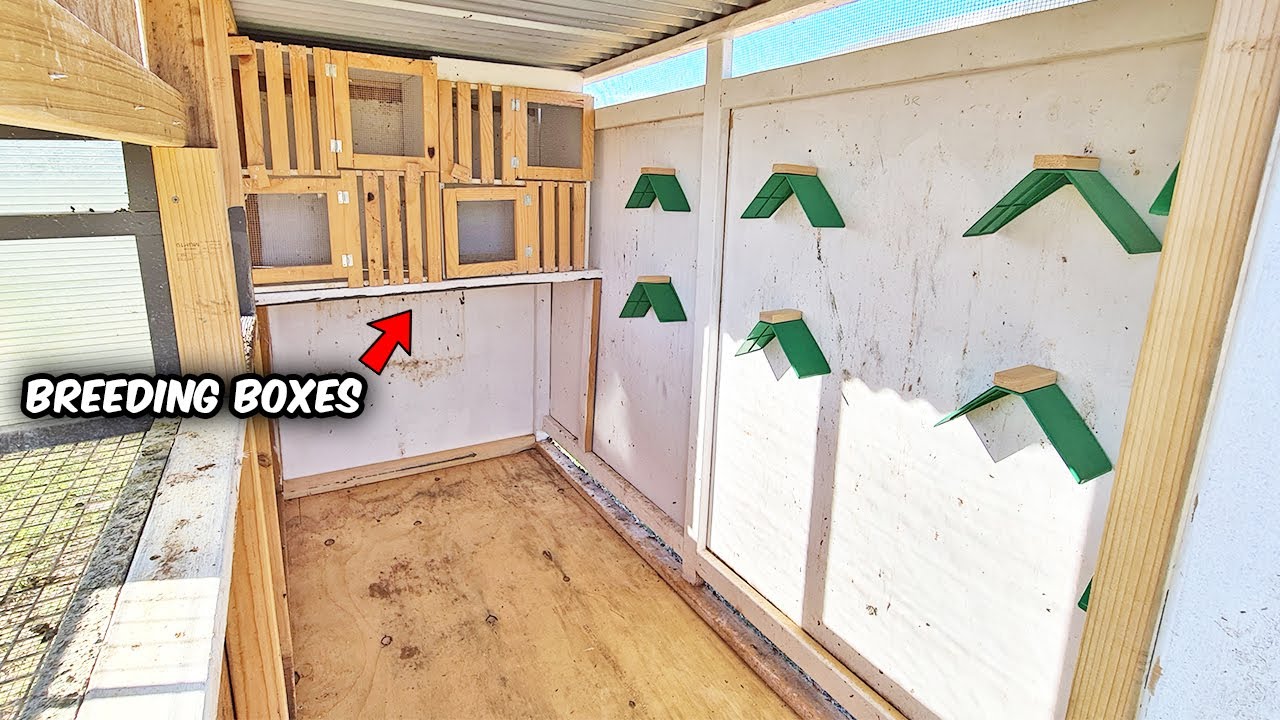 Small Pigeon Loft Ready For Breeding YouTube